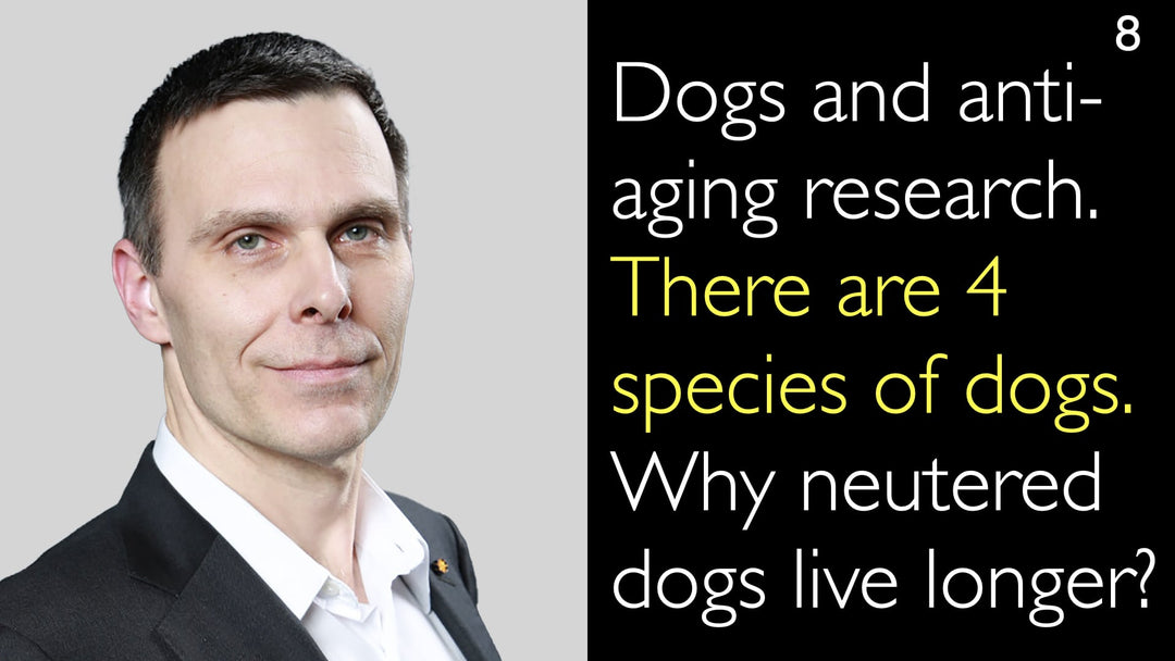 Les chiens et la recherche sur le vieillissement. Il existe 4 races de chiens. Pourquoi les chiens castrés vivent-ils plus longtemps ? 8